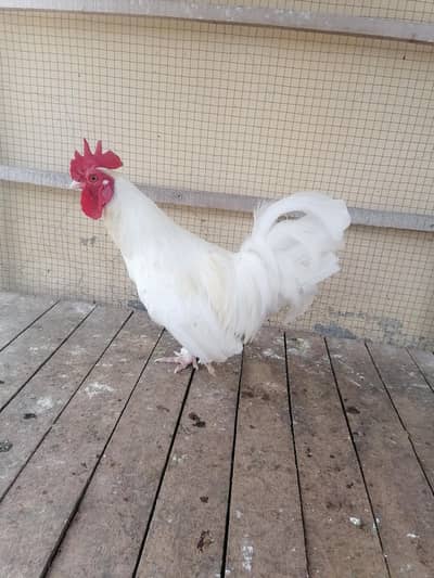white japanese male available