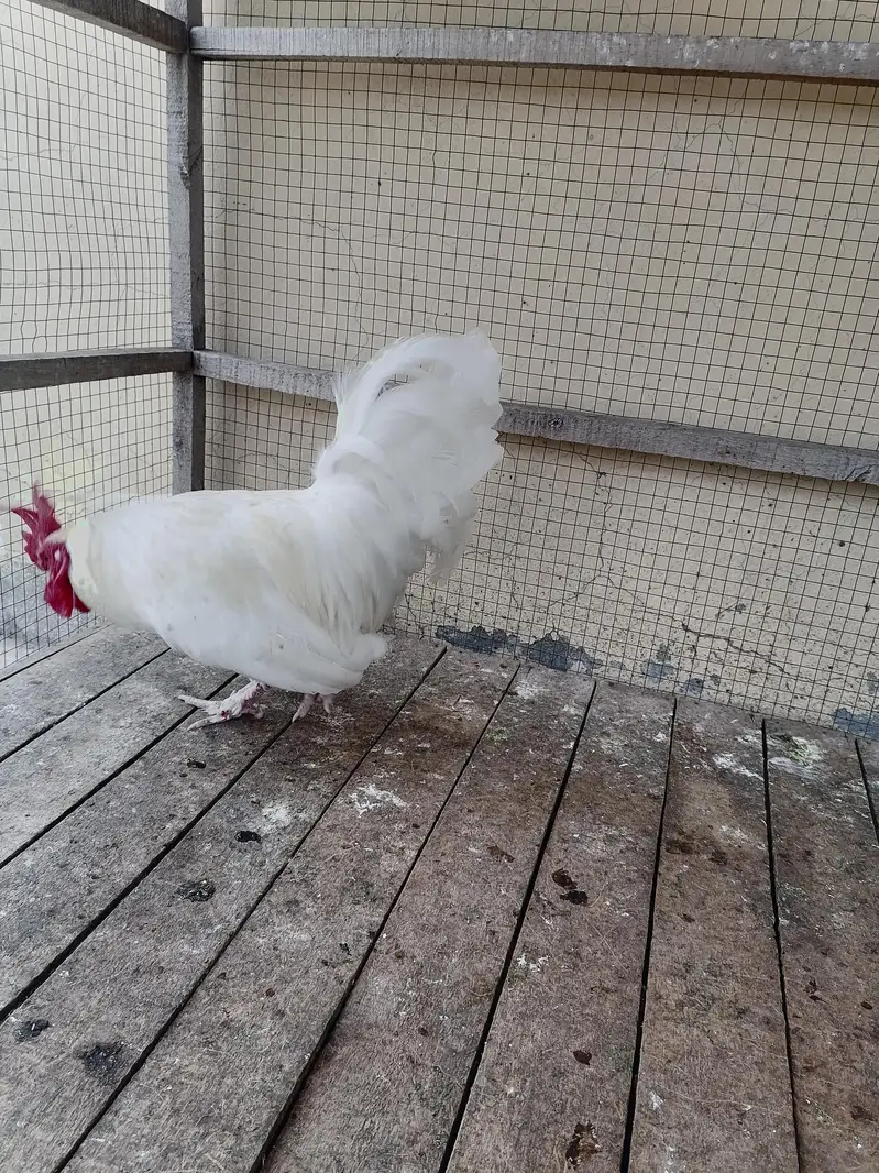 white japanese male available — photo 2