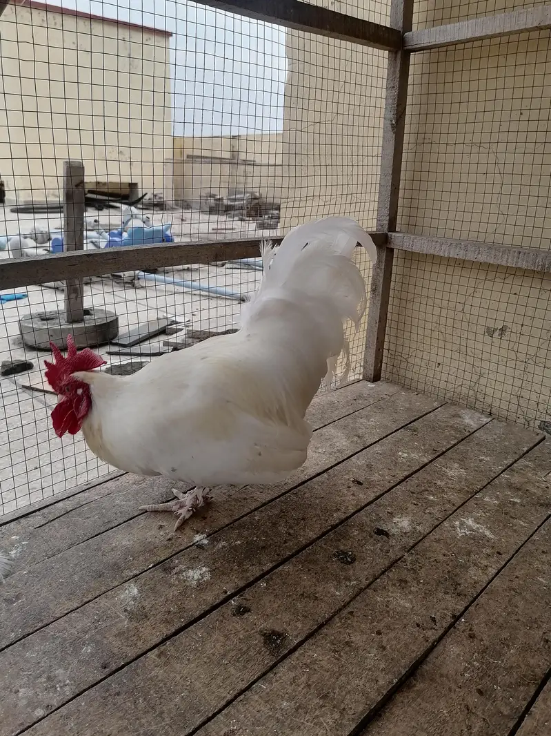white japanese male available — photo 3