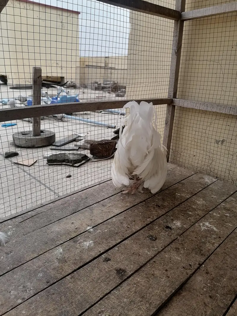 white japanese male available — photo 4