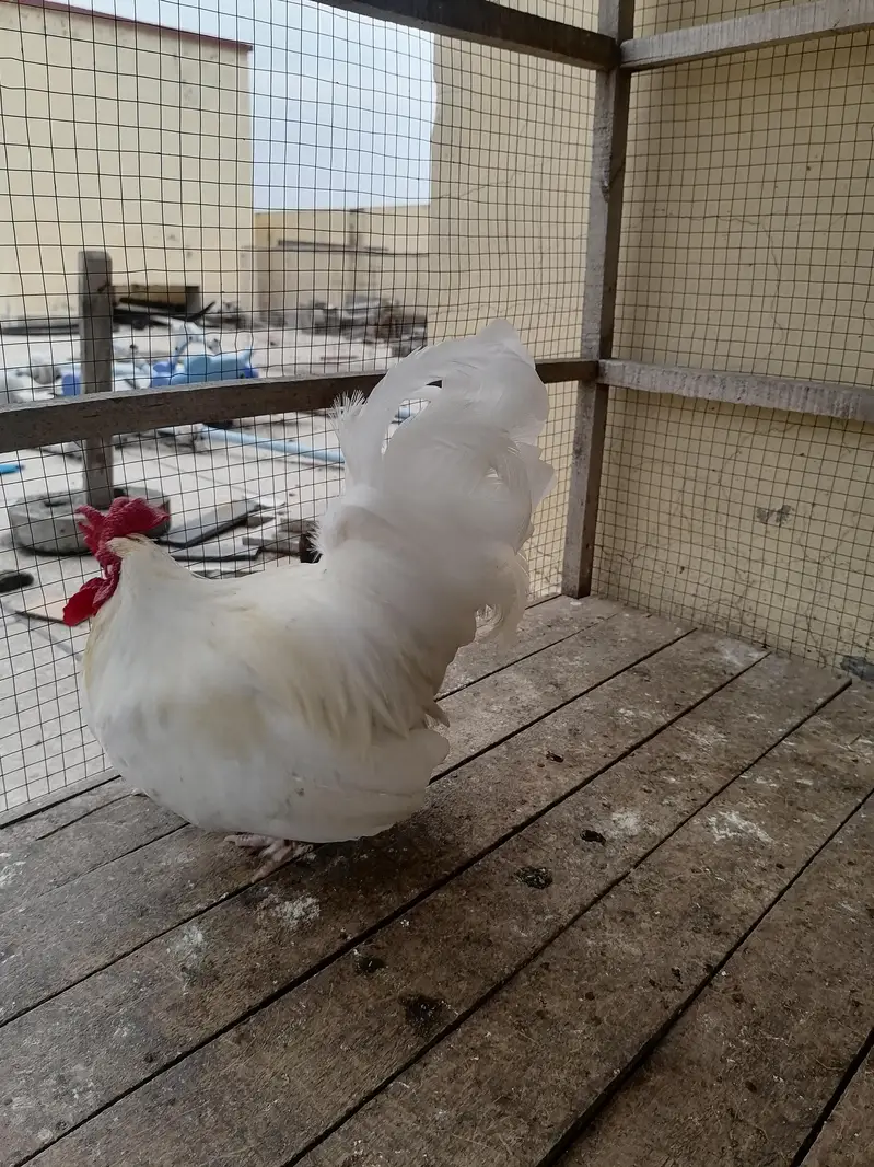 white japanese male available — photo 5