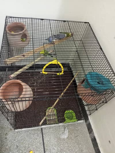 Budgie parrot 1 Male 4 Female With Cage & Matkay