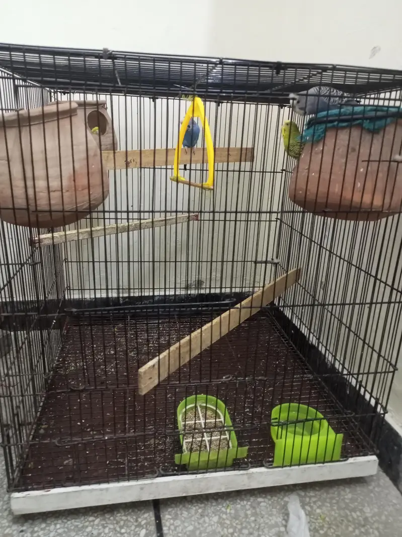 Budgie parrot 1 Male 4 Female With Cage & Matkay — photo 2