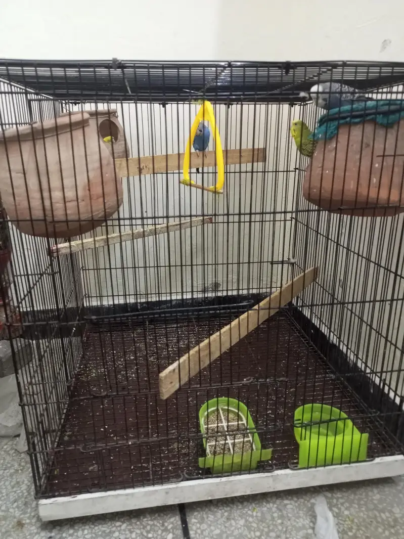 Budgie parrot 1 Male 4 Female With Cage & Matkay — photo 3