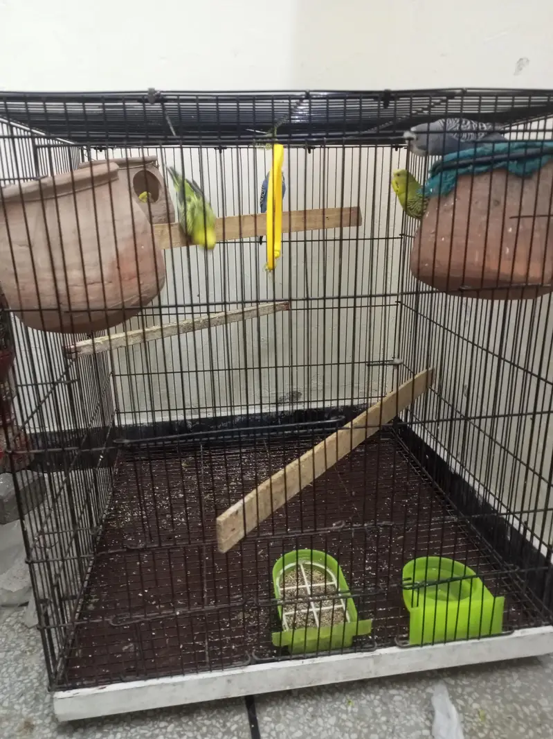 Budgie parrot 1 Male 4 Female With Cage & Matkay — photo 4