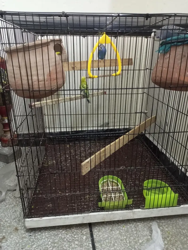 Budgie parrot 1 Male 4 Female With Cage & Matkay — photo 5