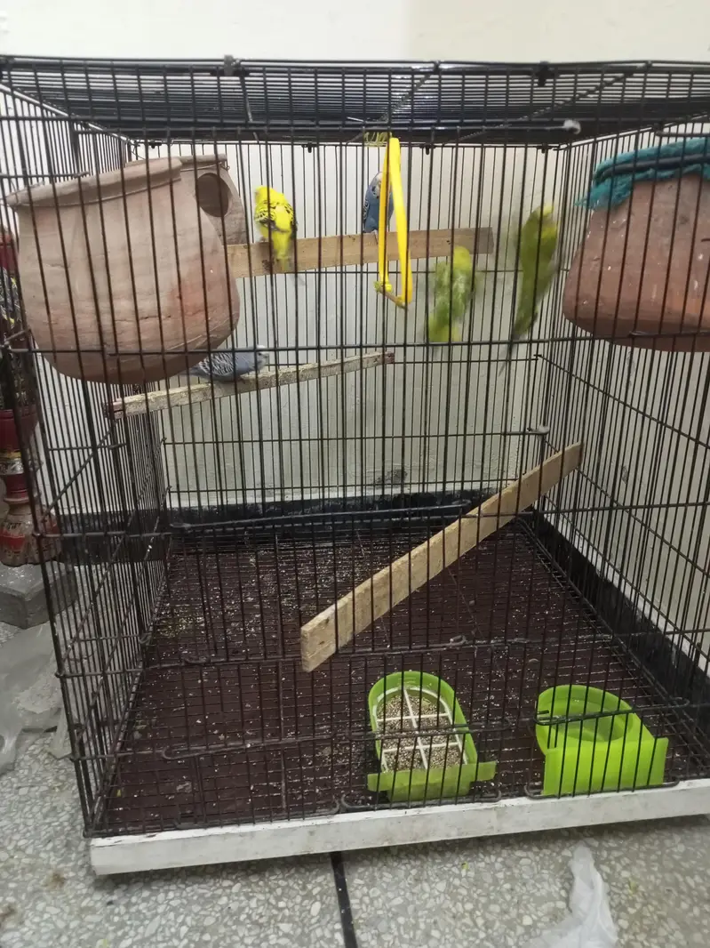 Budgie parrot 1 Male 4 Female With Cage & Matkay — photo 6