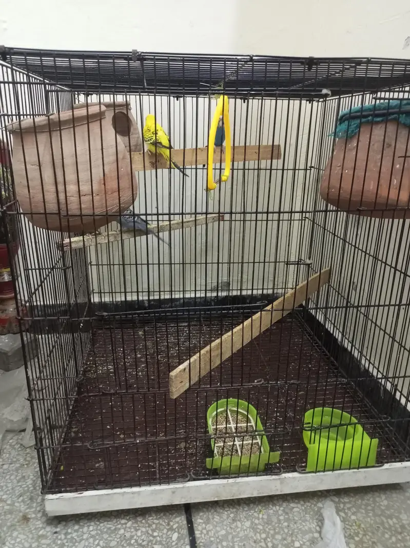 Budgie parrot 1 Male 4 Female With Cage & Matkay — photo 7