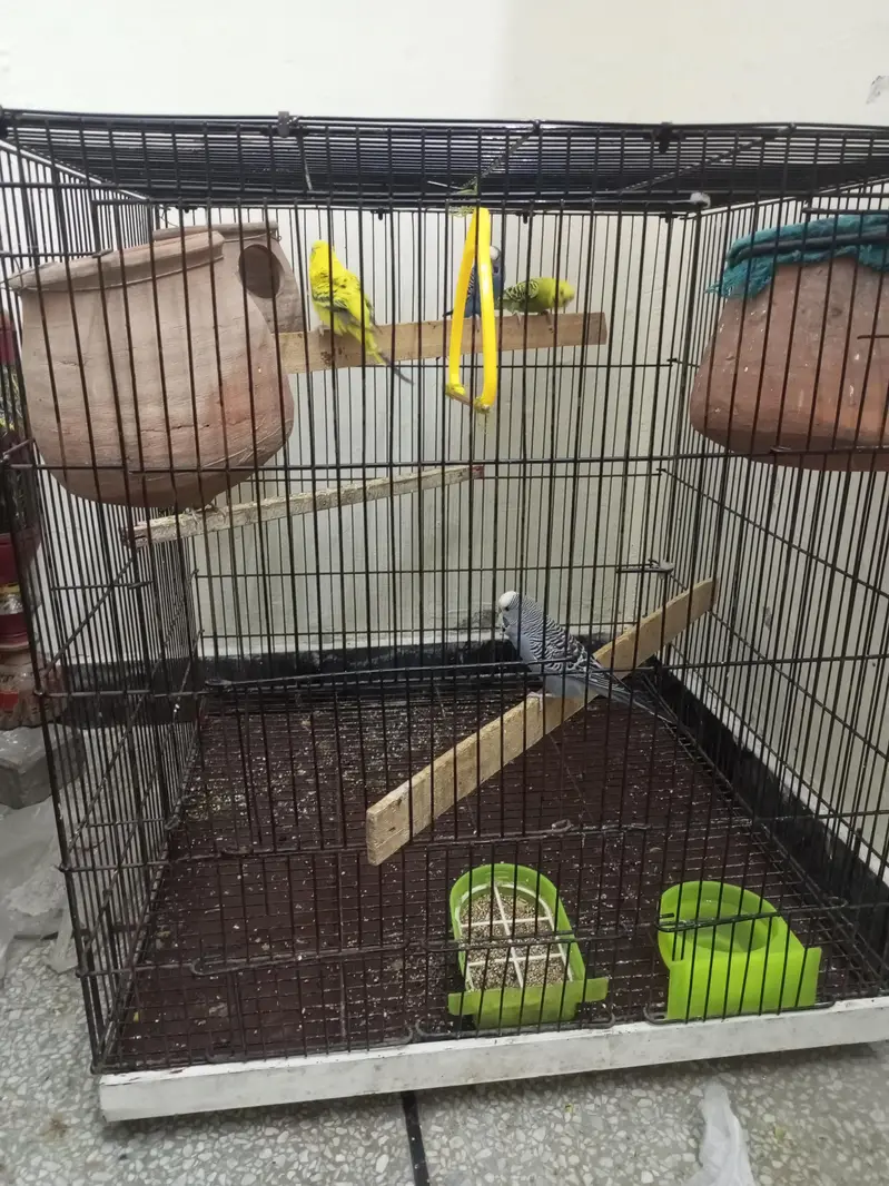 Budgie parrot 1 Male 4 Female With Cage & Matkay — photo 8