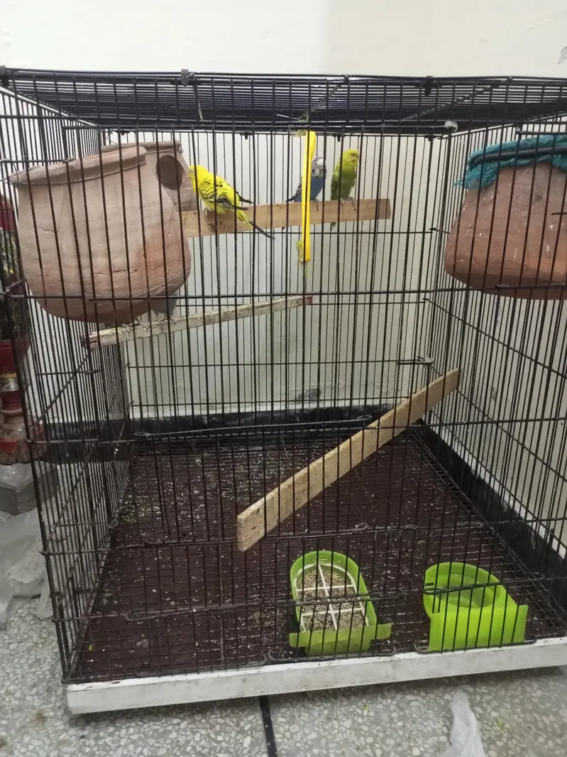 Budgie parrot 1 Male 4 Female With Cage & Matkay — photo 9