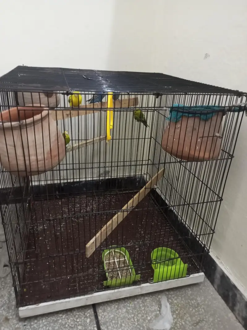 Budgie parrot 1 Male 4 Female With Cage & Matkay — photo 10