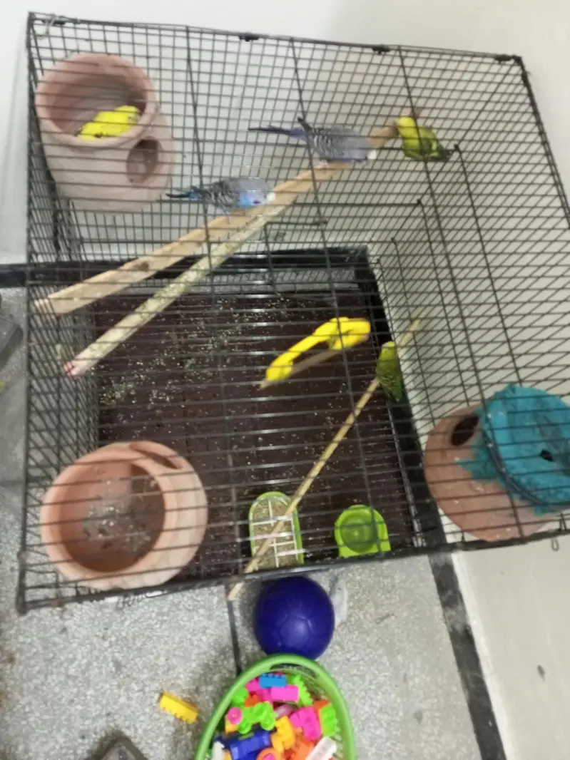 Budgie parrot 1 Male 4 Female With Cage & Matkay — photo 11