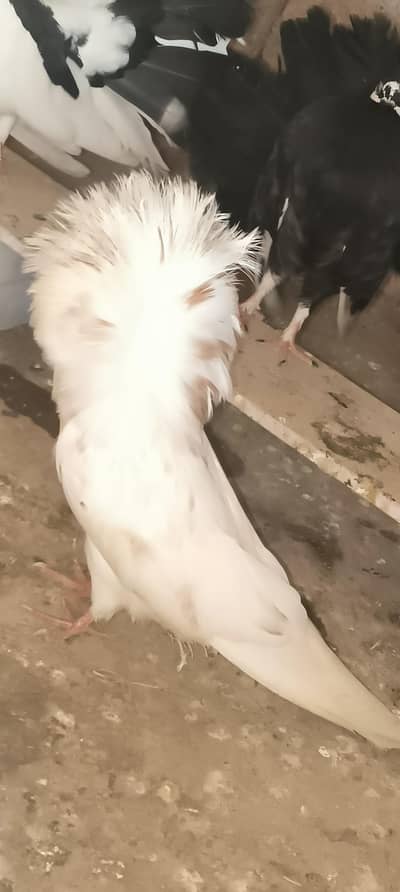 Jacobin pair, modern pair, King  jumbo size mashaAllah pair 1 female