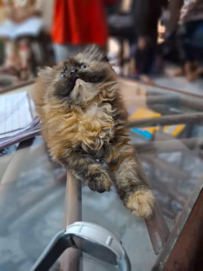 Persian kittens | punch face | triple coat | kittens for sale