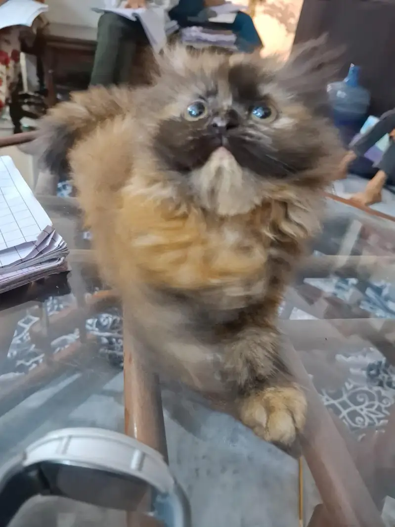 Persian kittens | punch face | triple coat | kittens for sale — photo 2