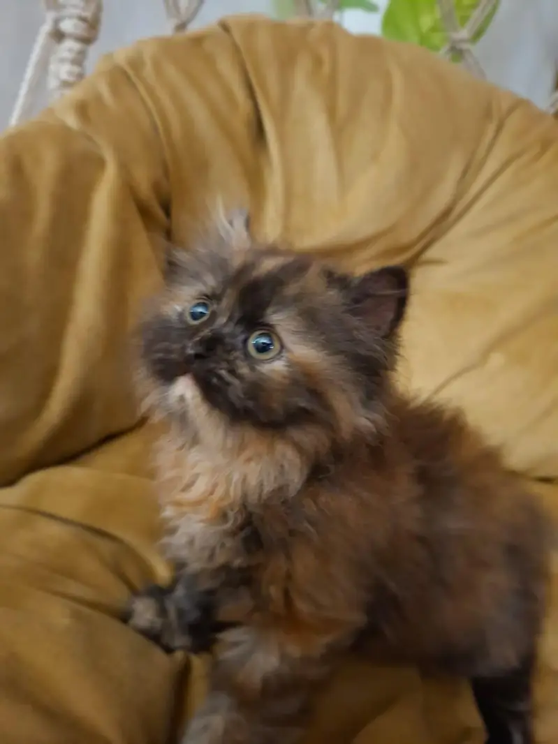 Persian kittens | punch face | triple coat | kittens for sale — photo 3
