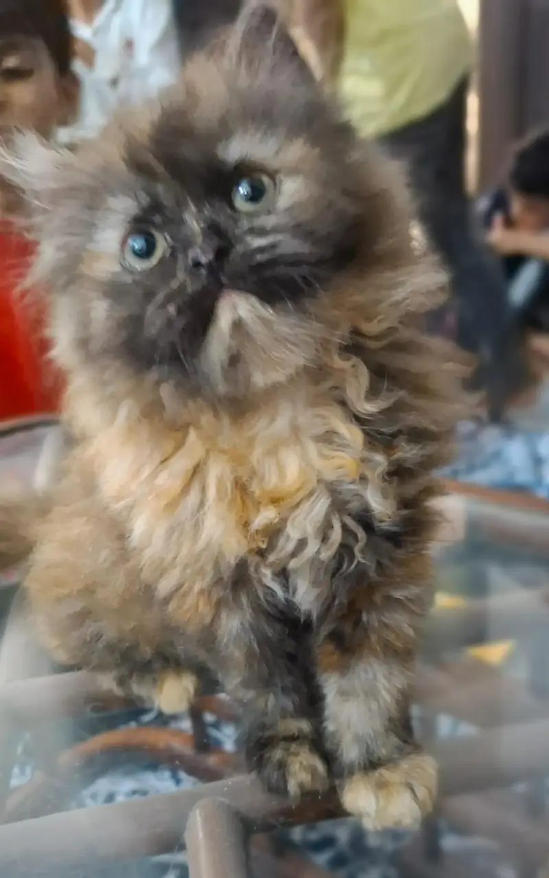 Persian kittens | punch face | triple coat | kittens for sale — photo 5
