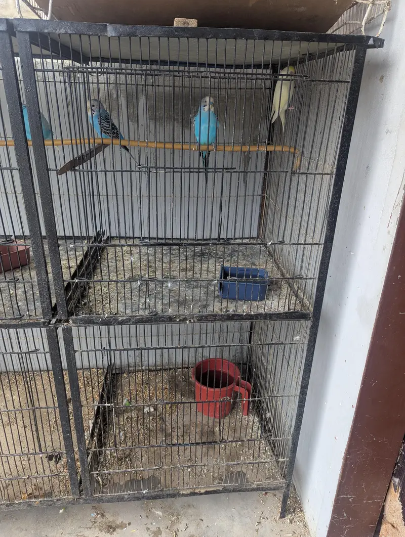 Parrot big cage for sale (pinjra) — photo 3