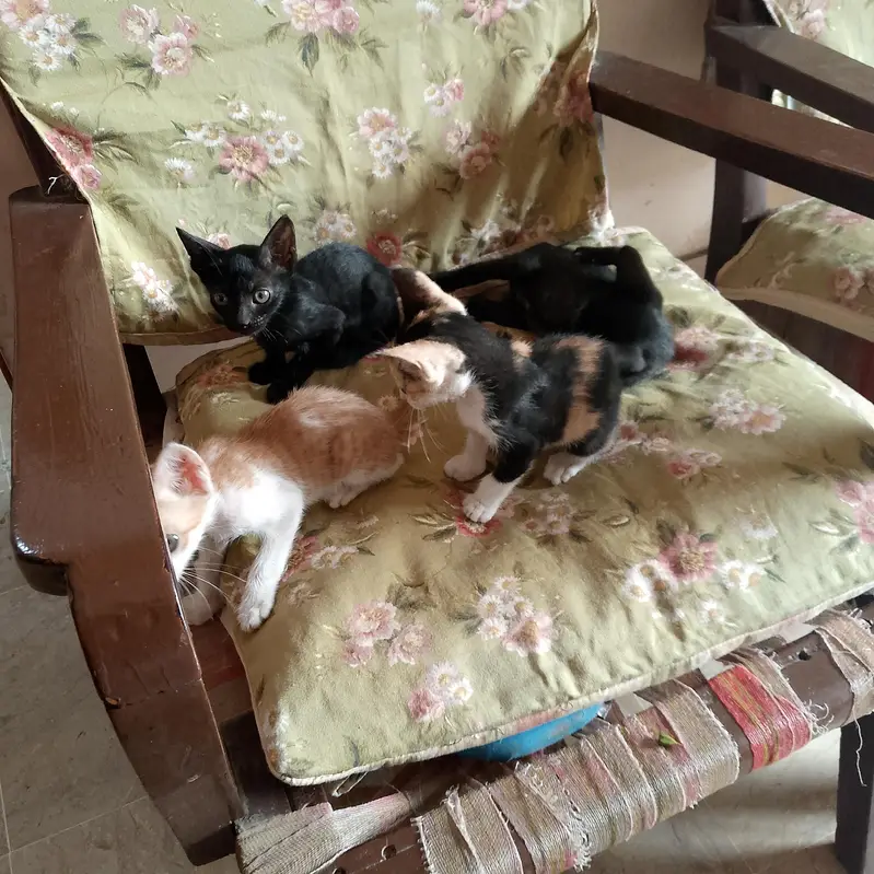 cat kitten beautiful 2 pairs kitten — photo 3