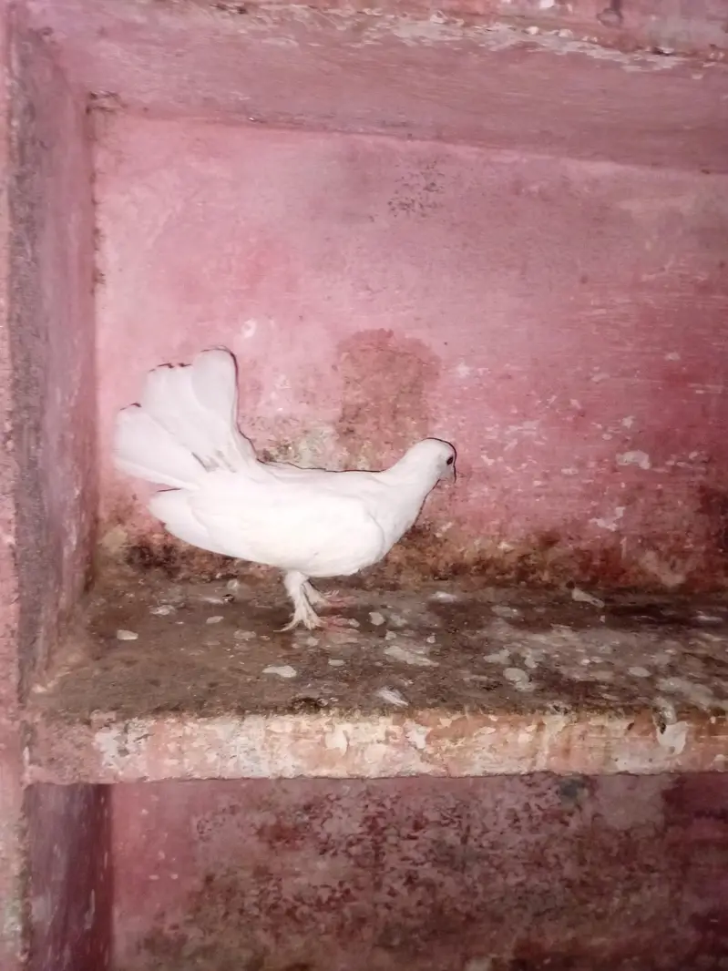 2 month ka bacha — photo 2