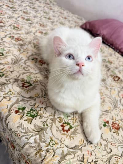 Persian Male Kitten