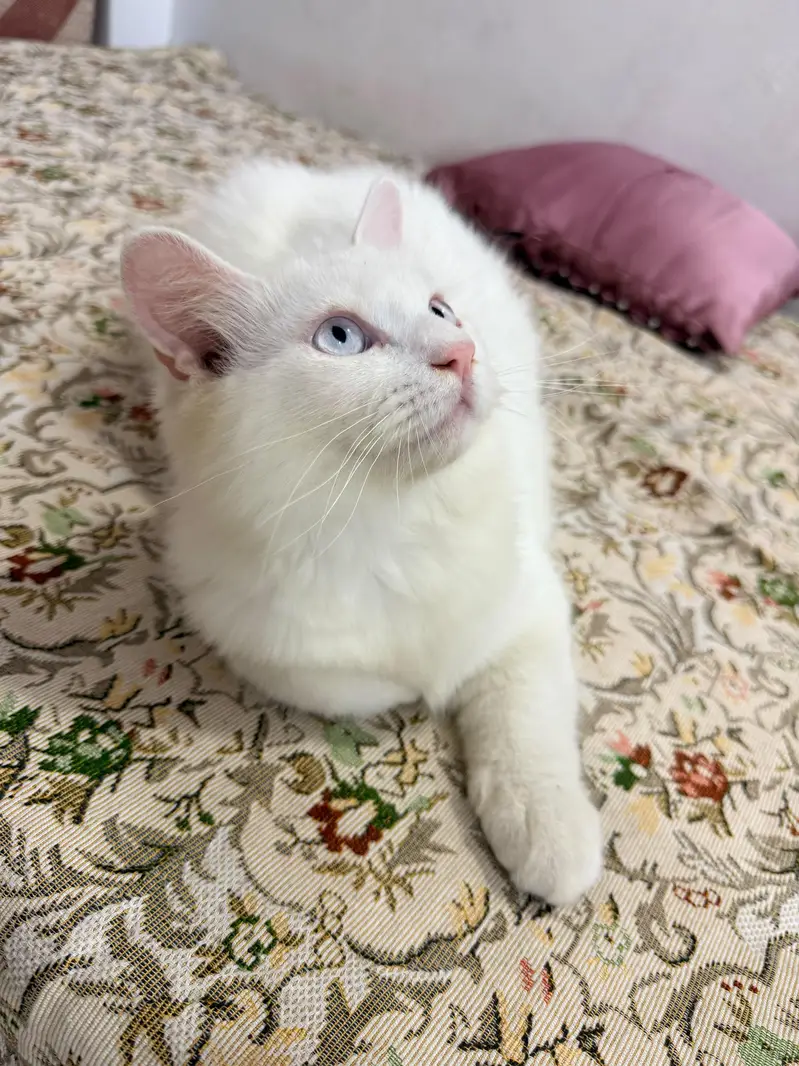 Persian Male Kitten — photo 2
