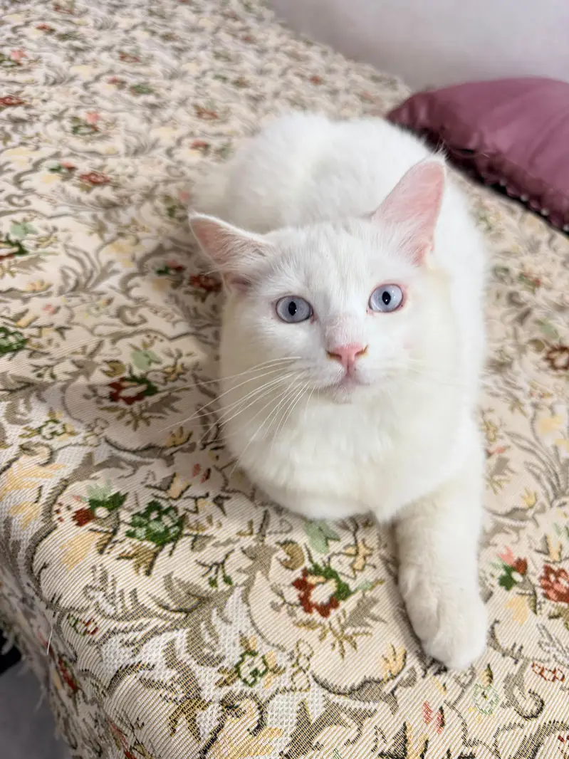 Persian Male Kitten — photo 3