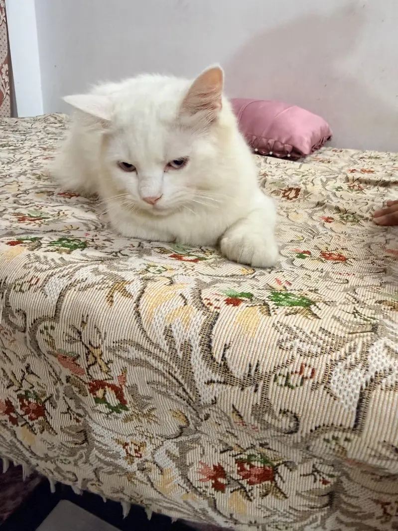 Persian Male Kitten — photo 4
