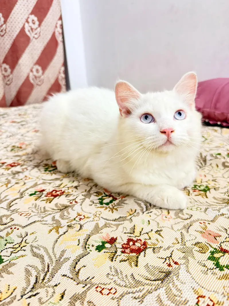 Persian Male Kitten — photo 5