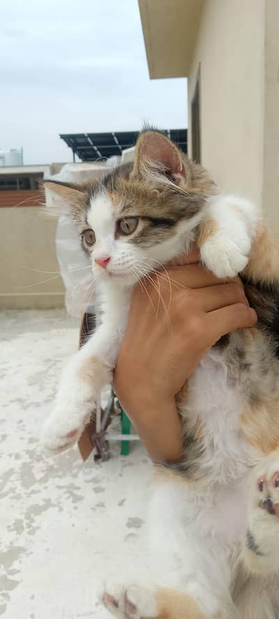 percian female cat for sale