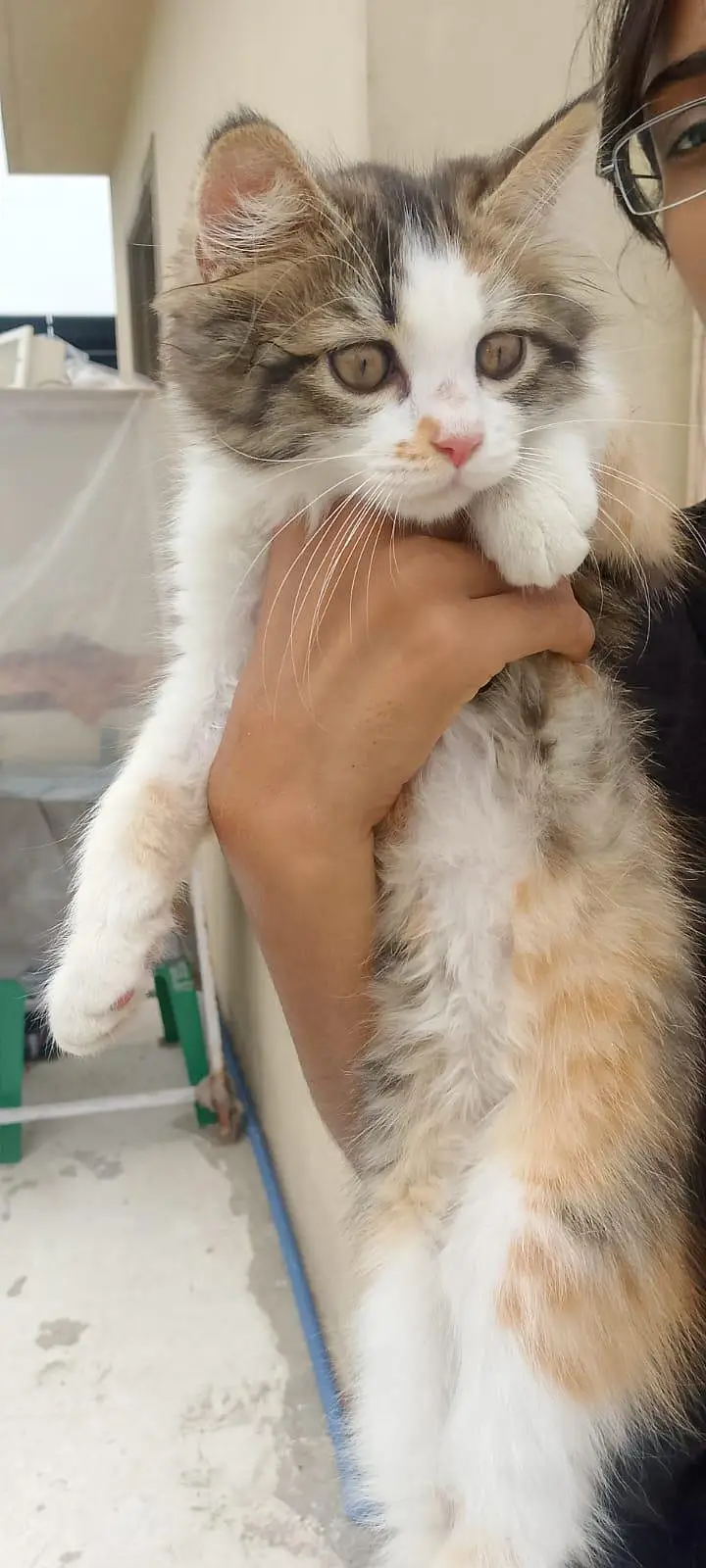 percian female cat for sale — photo 2