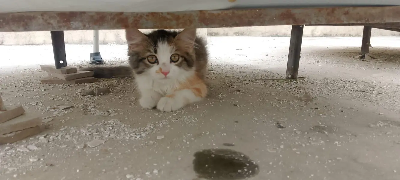 percian female cat for sale — photo 3