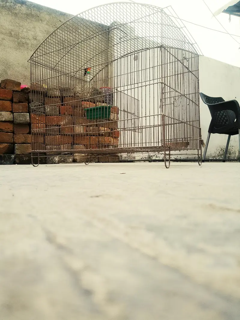Cage | parrot cage | hen cage | cat cage | pet cage pingra pinjra — photo 5
