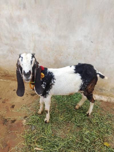 male goat for sale