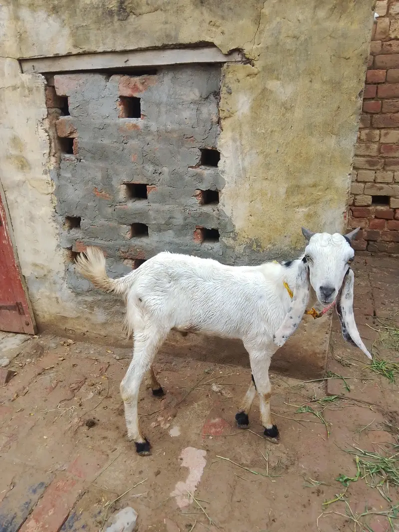 male goat for sale — photo 2
