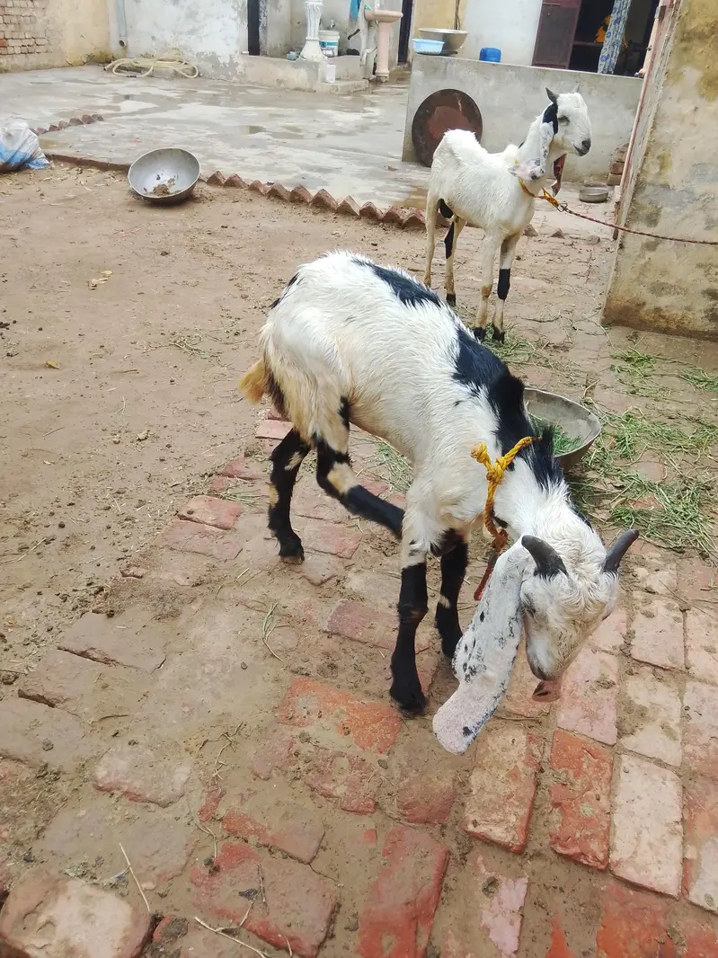 male goat for sale — photo 3