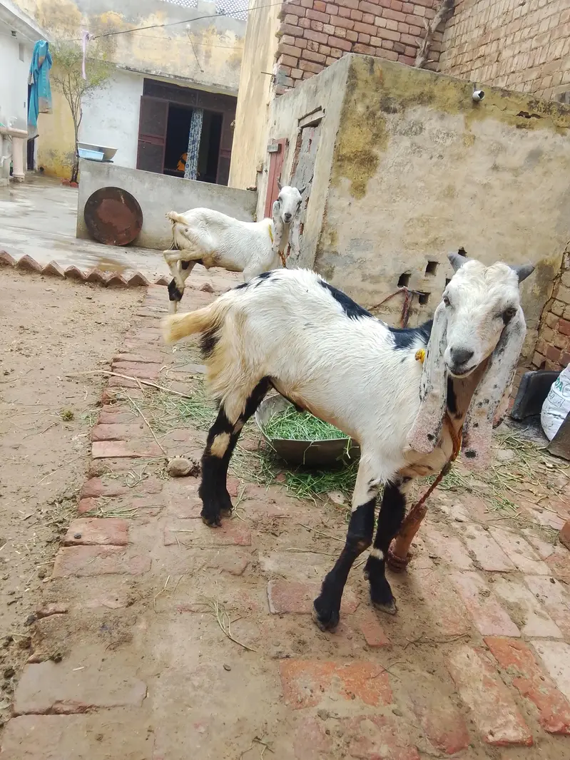 male goat for sale — photo 4