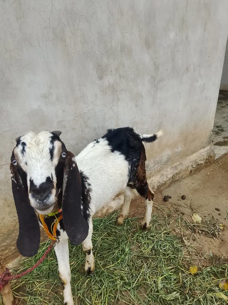male goat for sale — photo 5