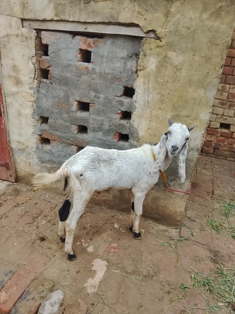 male goat for sale — photo 6