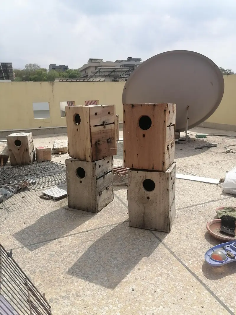 love bird and Australian  box available — photo 2