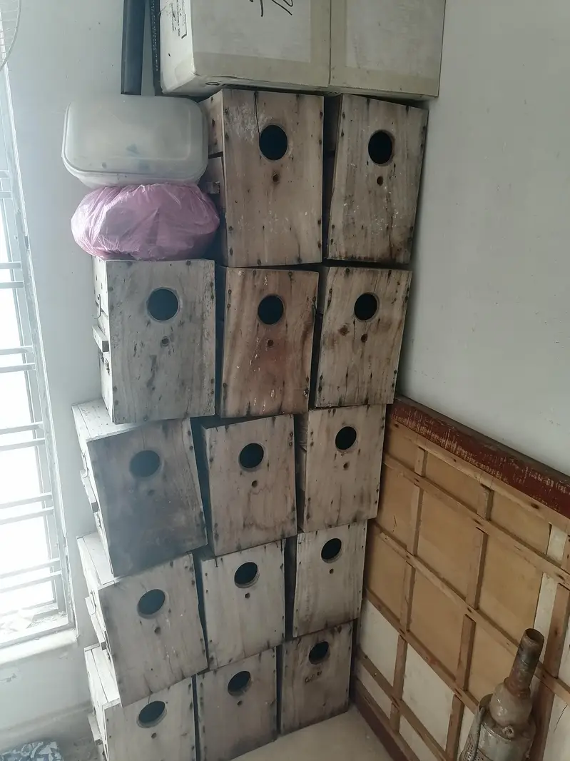 love bird and Australian  box available — photo 3