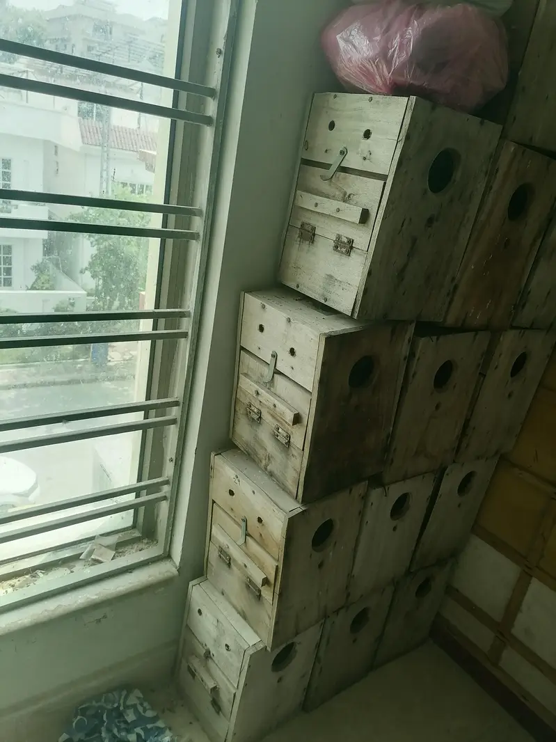 love bird and Australian  box available — photo 4