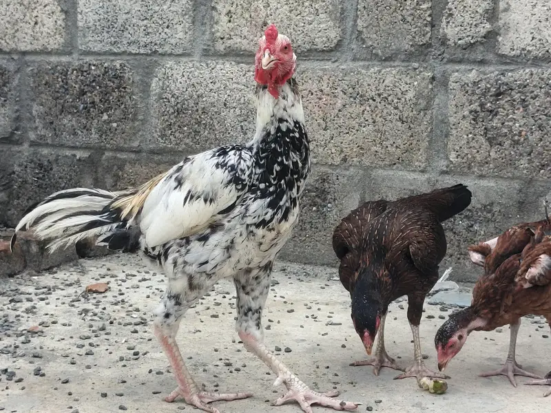 Aseel Pair with patha all 4 for Sale — photo 4