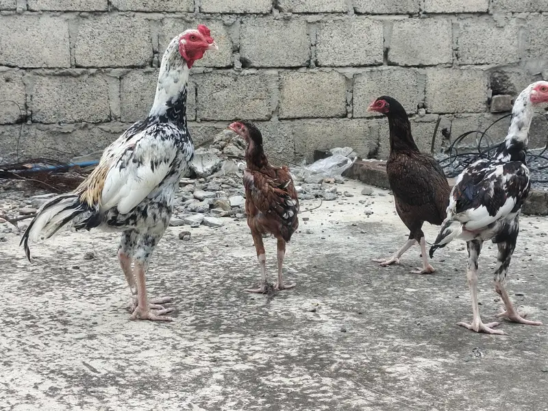 Aseel Pair with patha all 4 for Sale — photo 7