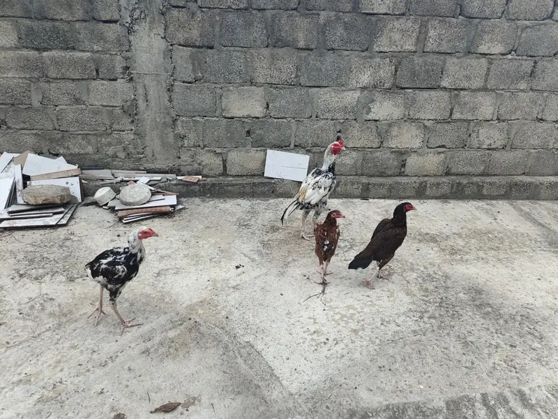 Aseel Pair with patha all 4 for Sale — photo 9
