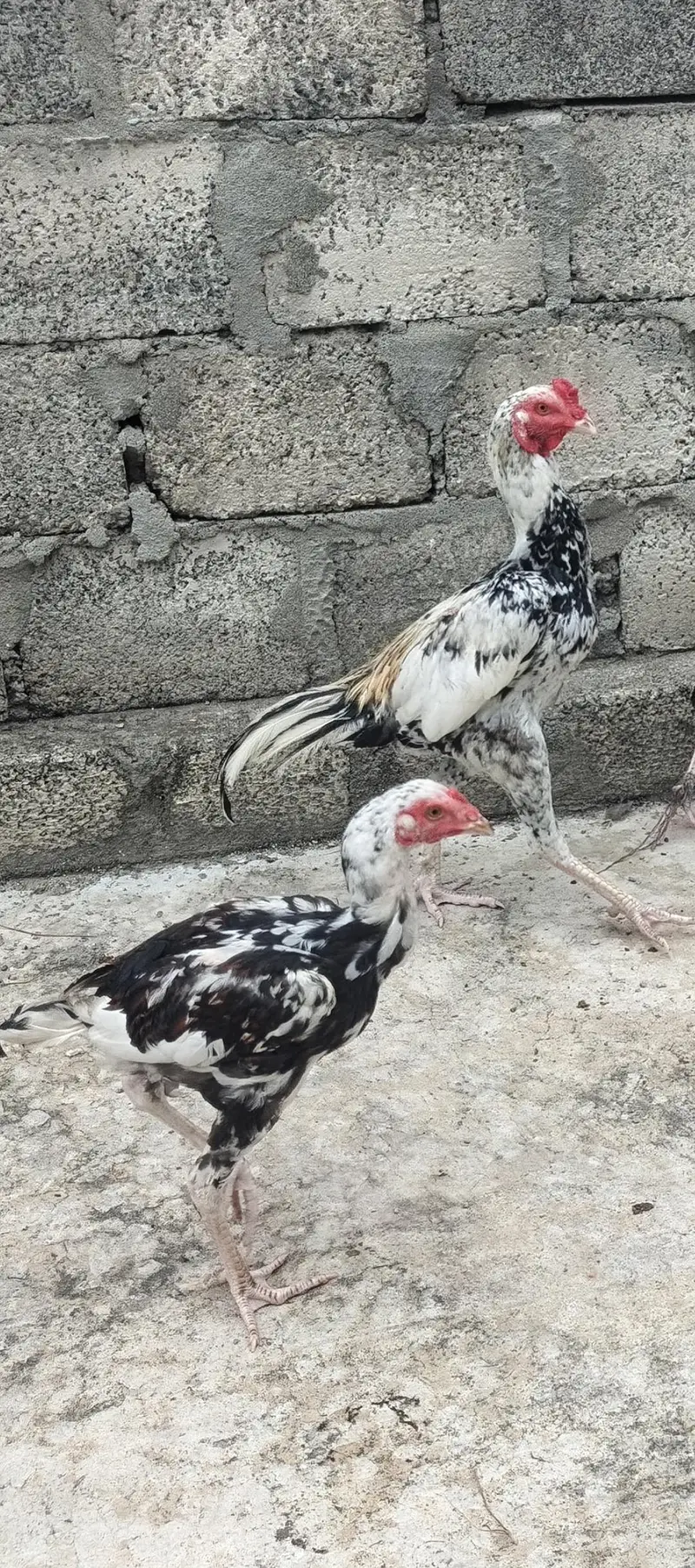 Aseel Pair with patha all 4 for Sale — photo 10