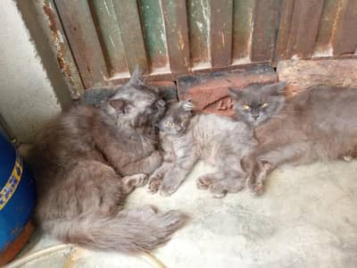 4 cats ha parsian male or female