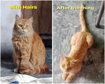Female Persian cat