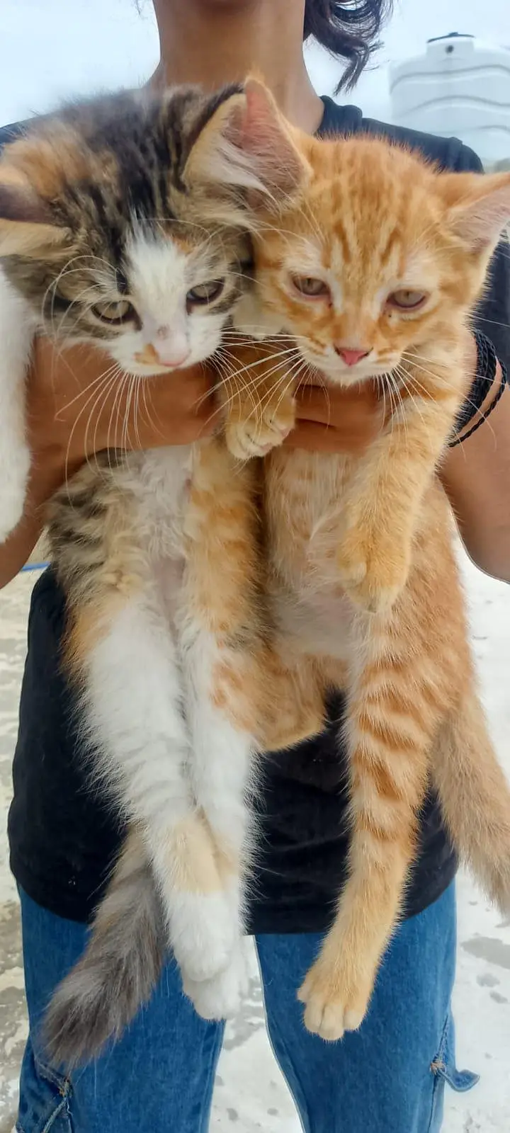 percian female cat for sale — photo 4