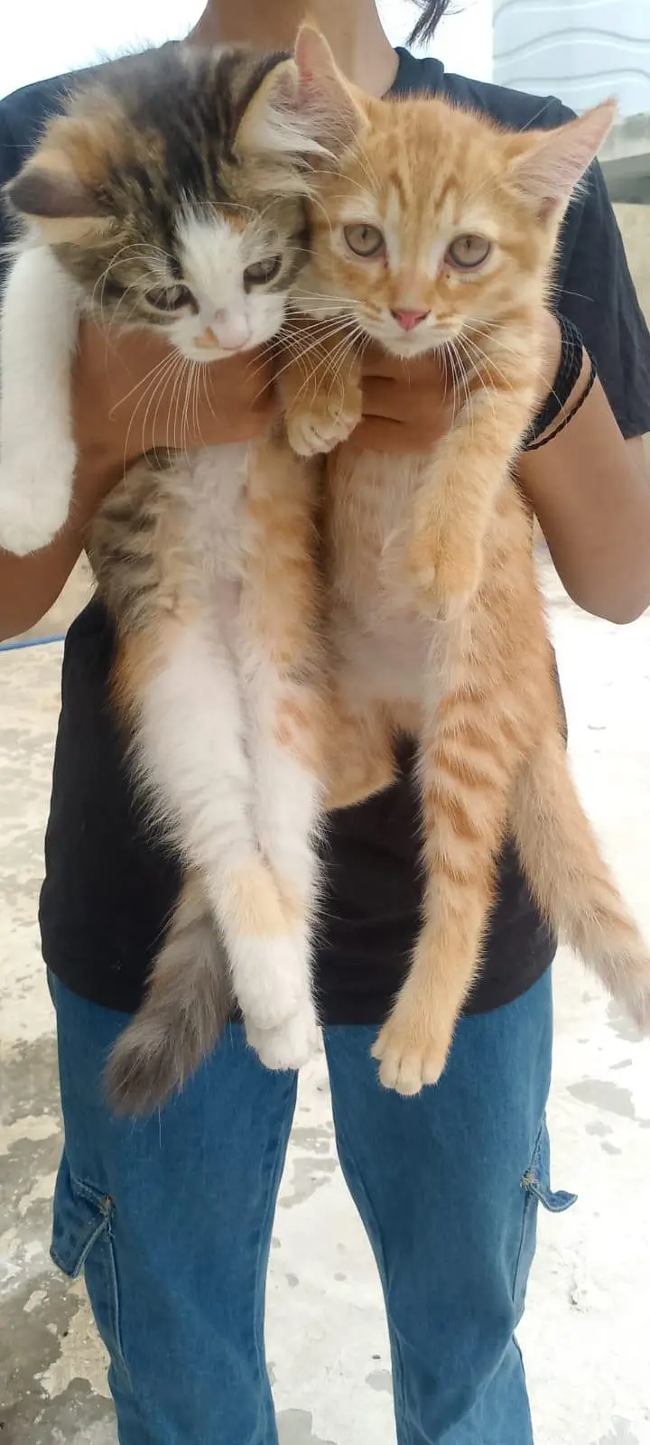 percian female cat for sale — photo 5